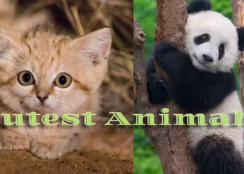 cutest animals