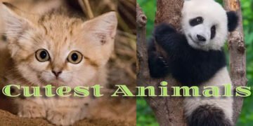 15 Cutest Animals That Will Melt Your Heart 37 cutest animals